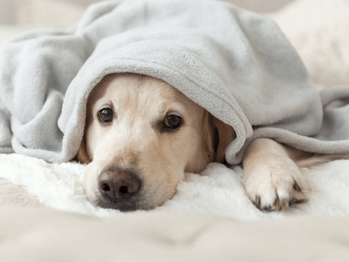 A dog lies on a soft surface, partially covered with a light gray blanket, looking at the camera with a calm expression.