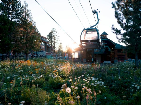 A scenic image of a cable car passing over a field of wildflowers with buildings and trees in the background, bathed in the light of the setting sun.