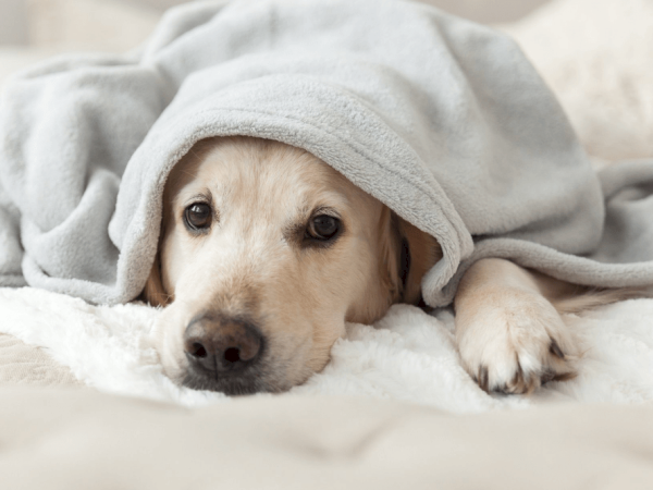 A dog lies on a bed, partially covered with a gray blanket, looking cozy and relaxed.